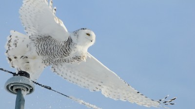 جغد-سفید